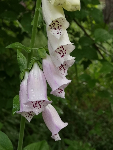 purple foxglove