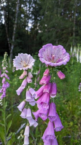 purple foxglove