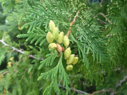 northern whitecedar