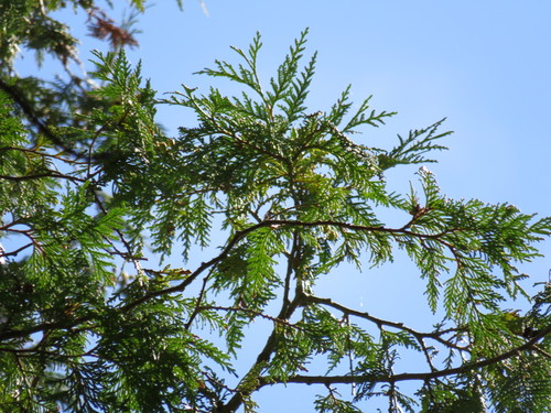northern whitecedar
