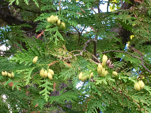 northern whitecedar