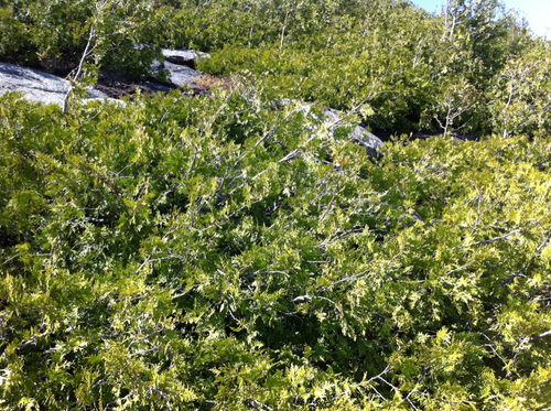 northern whitecedar