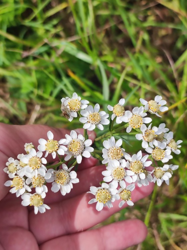 Sneezewort