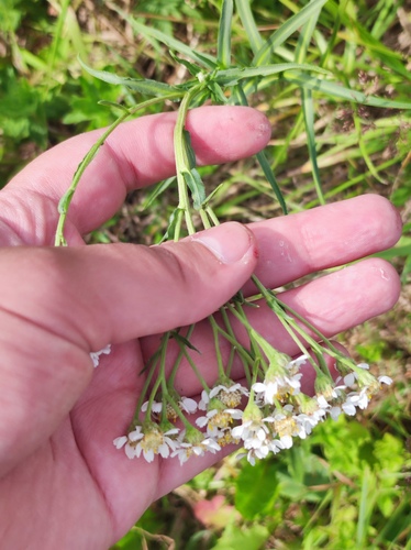 Sneezewort