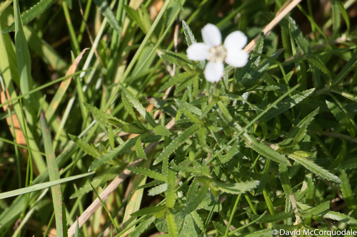 Sneezewort