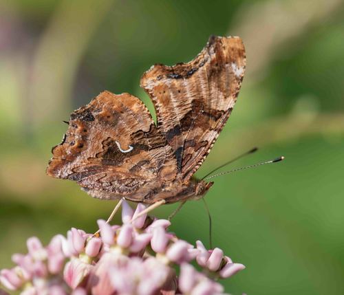 Eastern Comma