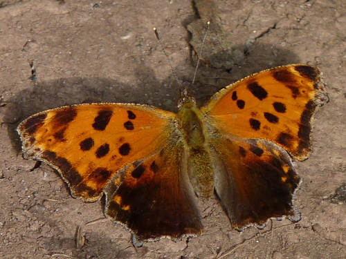 Eastern Comma
