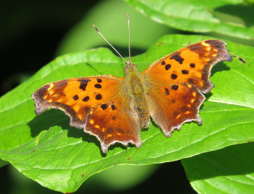 Eastern Comma