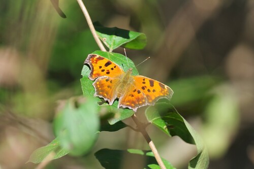 Eastern Comma