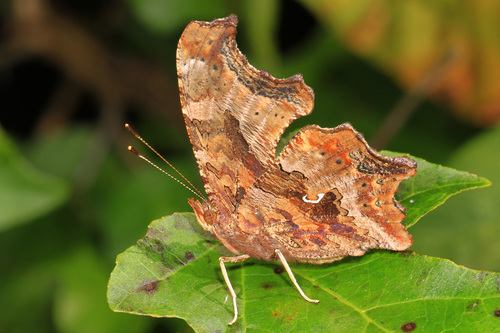 Eastern Comma