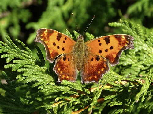 Eastern Comma