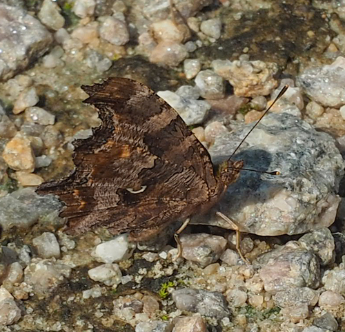 Eastern Comma