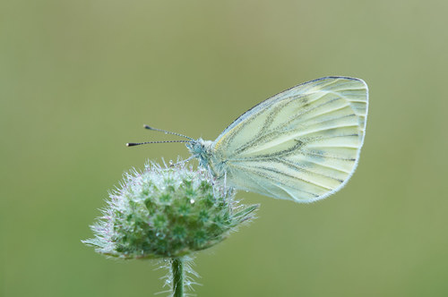Green-veined White