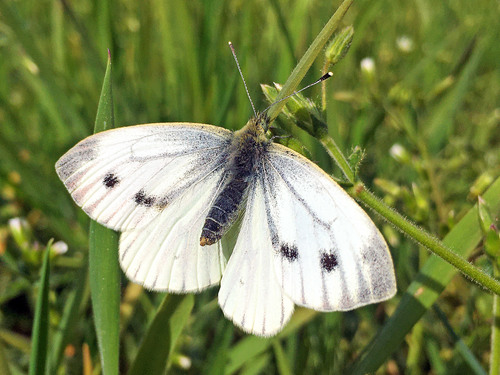 Green-veined White