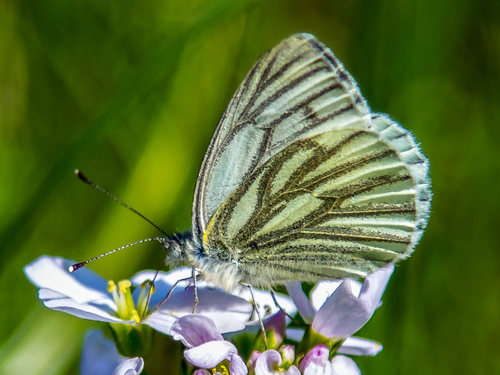 Green-veined White