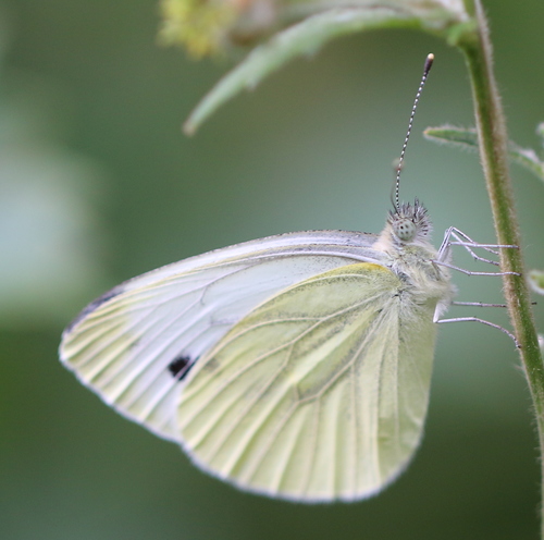 Green-veined White
