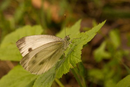 Green-veined White