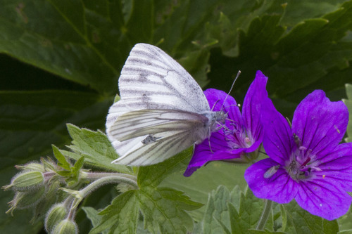 Green-veined White