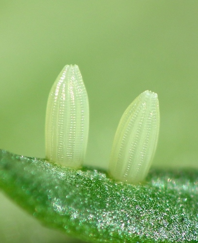 Green-veined White