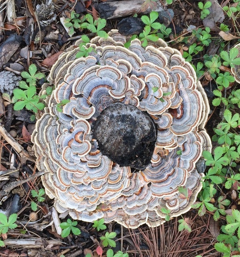 turkey-tail