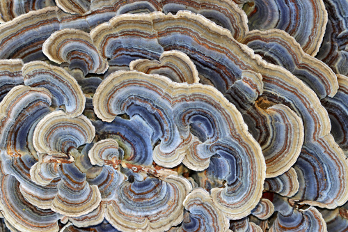 turkey-tail