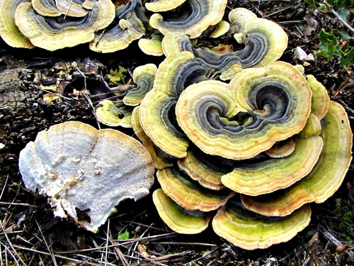turkey-tail