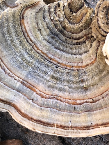 turkey-tail