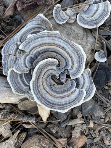 turkey-tail