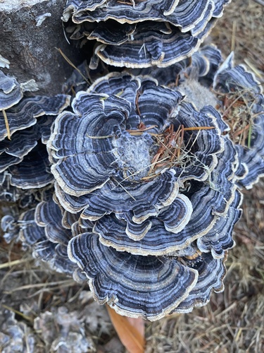 turkey-tail