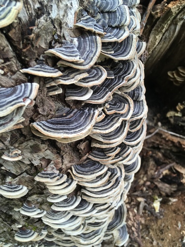 turkey-tail