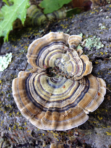 turkey-tail