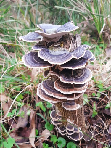 turkey-tail