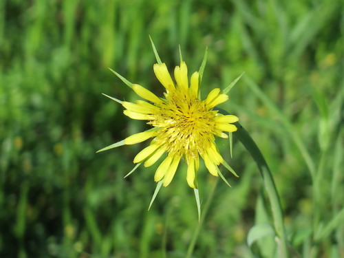 Yellow Salsify