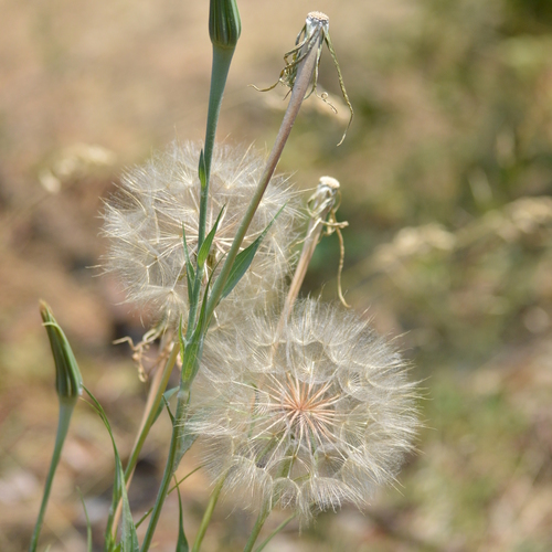 Yellow Salsify