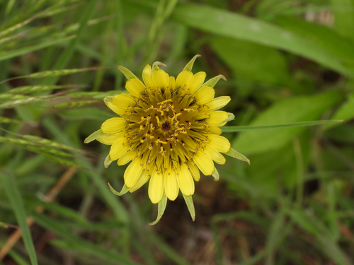 Yellow Salsify