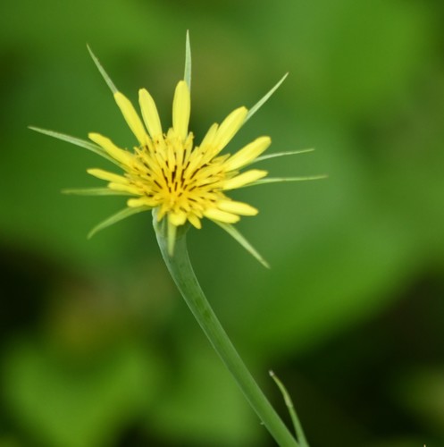 Yellow Salsify