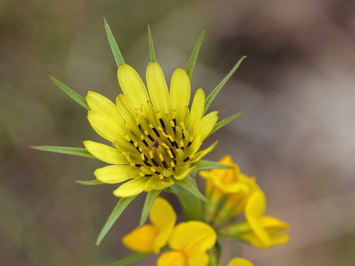 Yellow Salsify