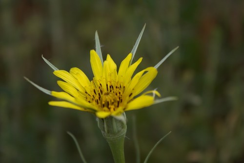 Yellow Salsify