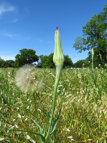 Yellow Salsify