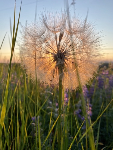 Yellow Salsify
