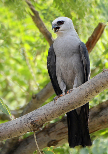 Mississippi Kite
