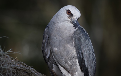 Mississippi Kite