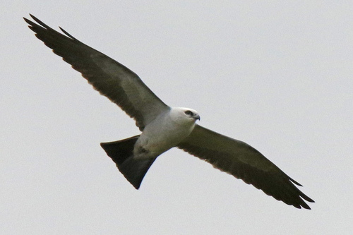 Mississippi Kite