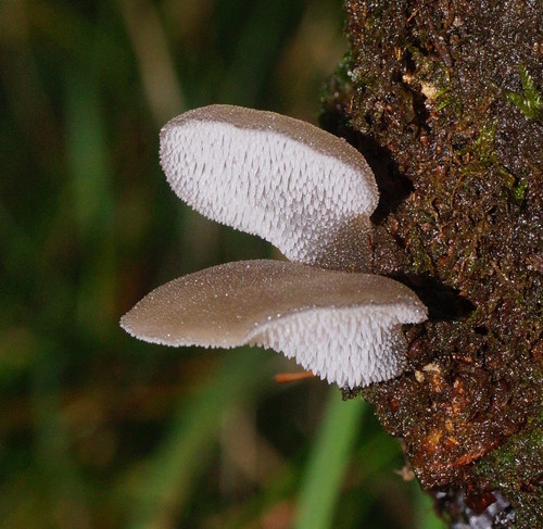 Toothed Jelly Fungus