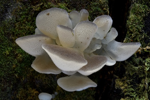 Toothed Jelly Fungus