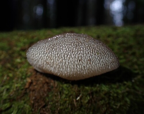 Toothed Jelly Fungus