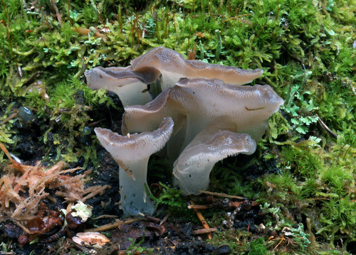 Toothed Jelly Fungus