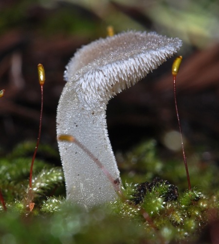 Toothed Jelly Fungus