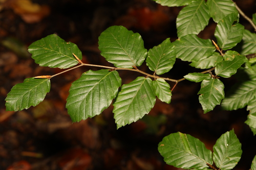 European beech