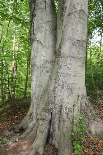 European beech